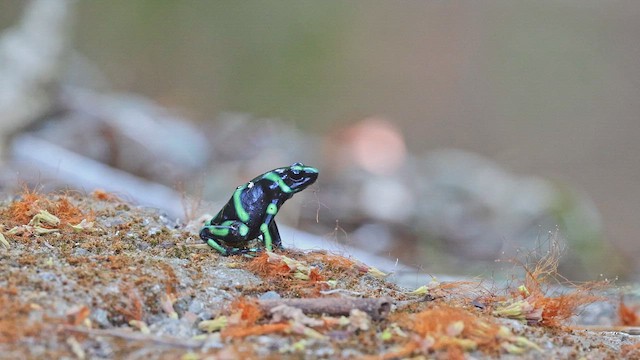 Green-and-black Poison Dart Frog - ML650341900