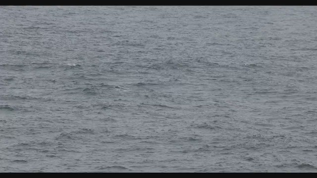 Southern Right Whale - ML650341937