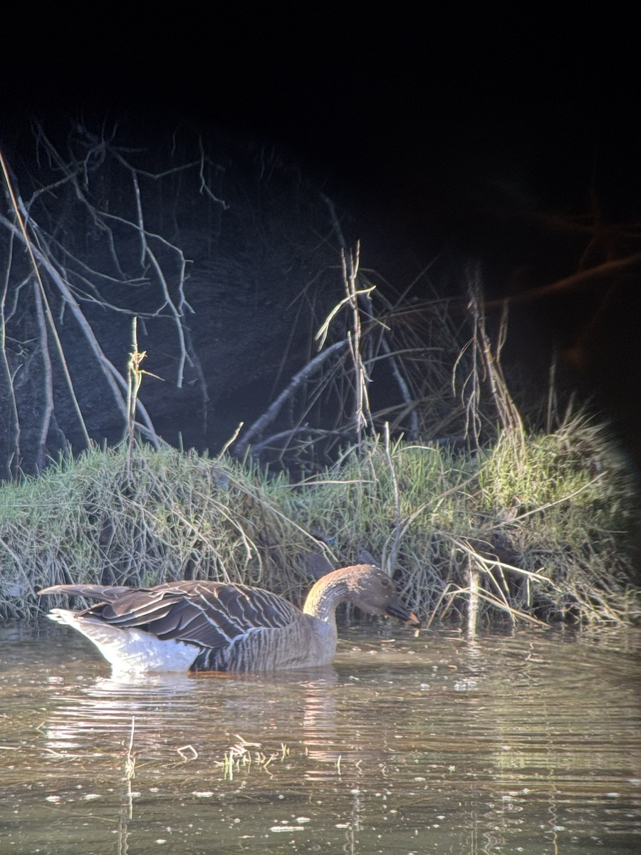 eBird Checklist - 5 Feb 2026 - Deering Rd, Capital CA-BC 48.58051, -124 ...