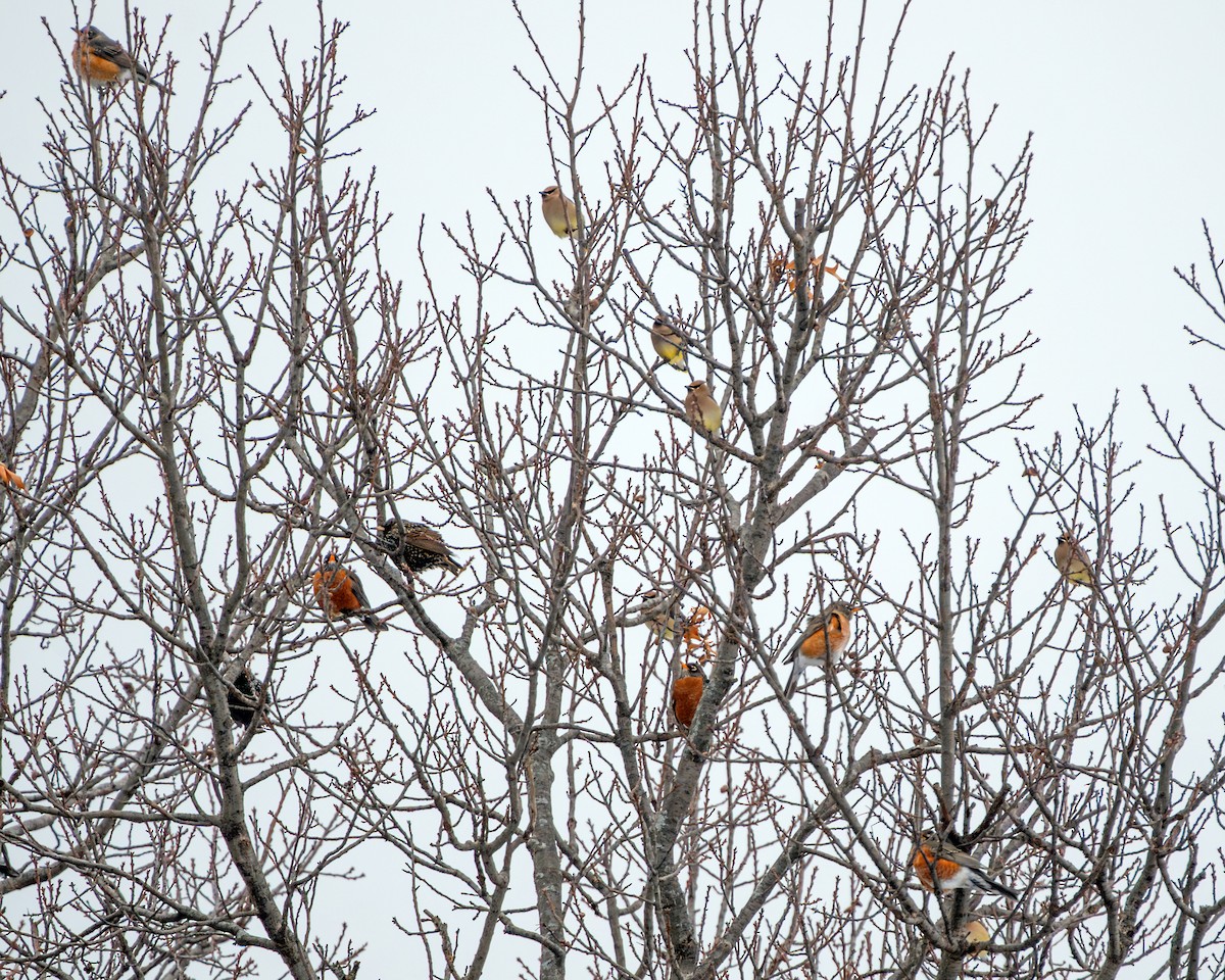 Cedar Waxwing - ML650342413