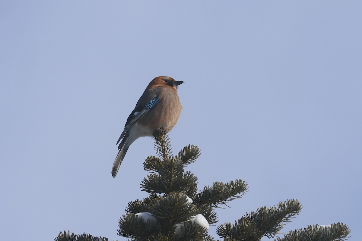 Eurasian Jay - ML650342435
