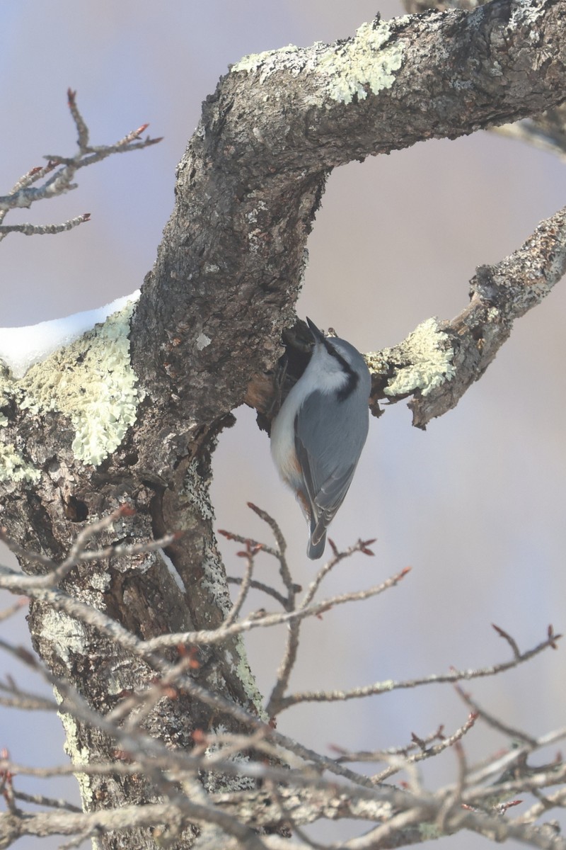 Eurasian Nuthatch - ML650342441