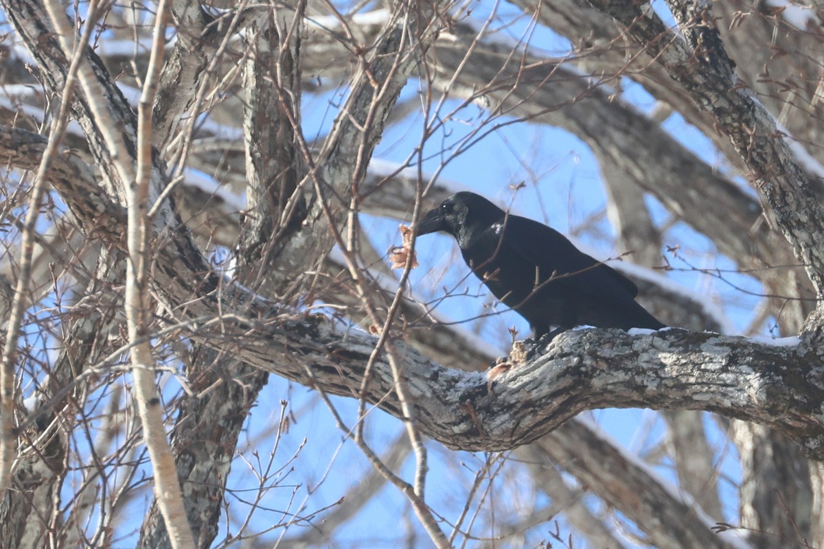 Large-billed Crow - ML650342455