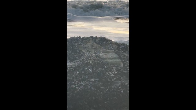 Американский пепельный улит - ML650342499