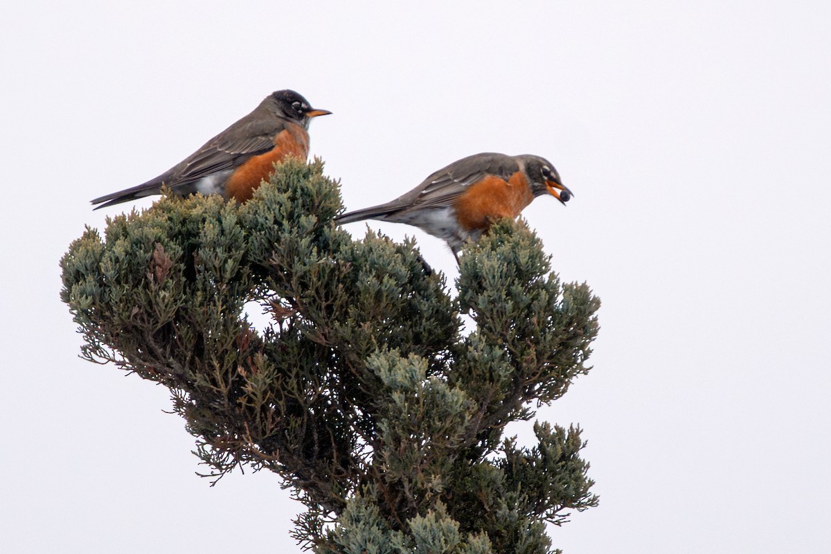 American Robin - ML650342548