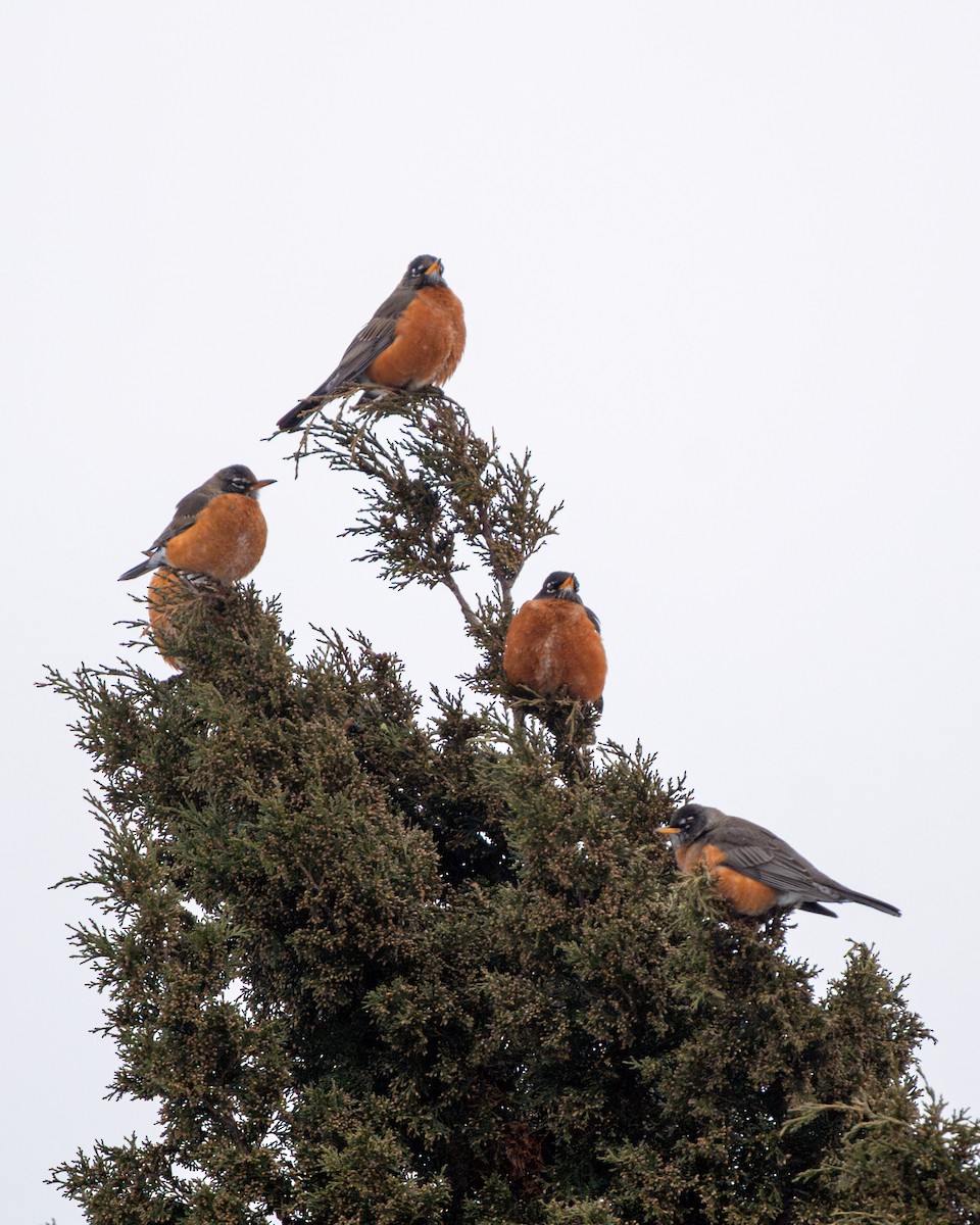 American Robin - ML650342549