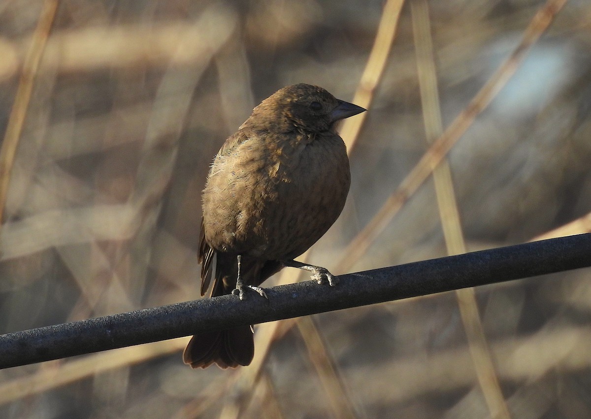 Brown-headed Cowbird - ML650342587
