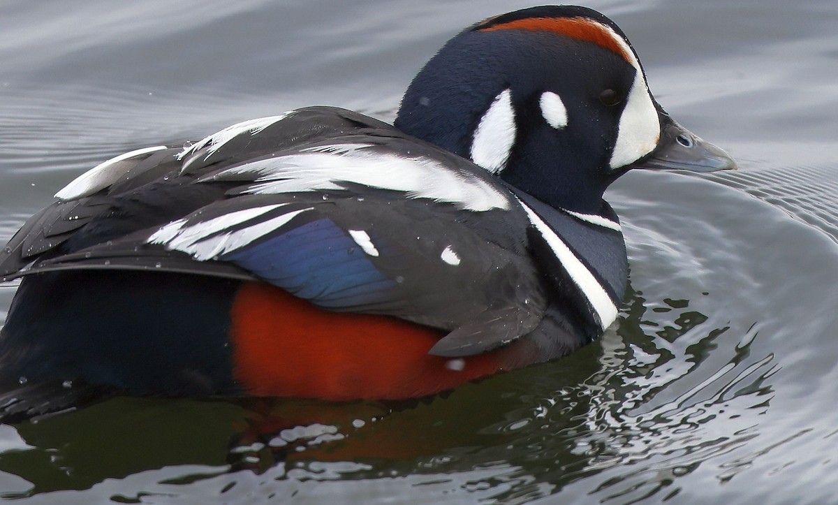 kačka strakatá - ML650342743