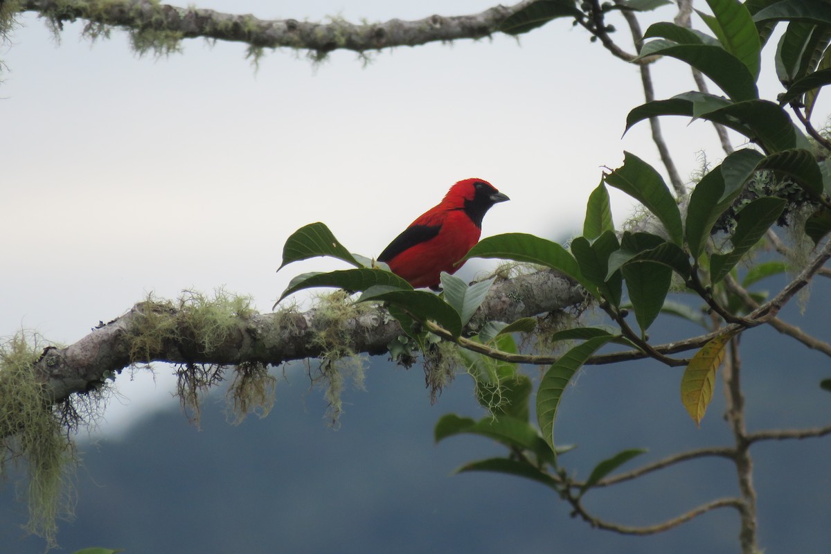 Vermilion Tanager - ML650342768