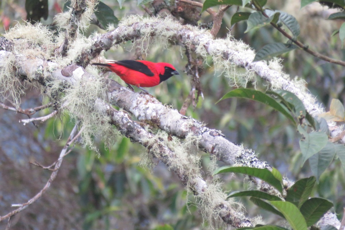 Vermilion Tanager - ML650342769
