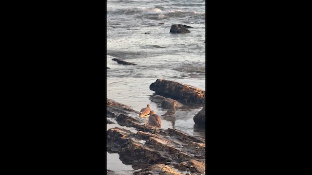 Бурунный песочник - ML650342784