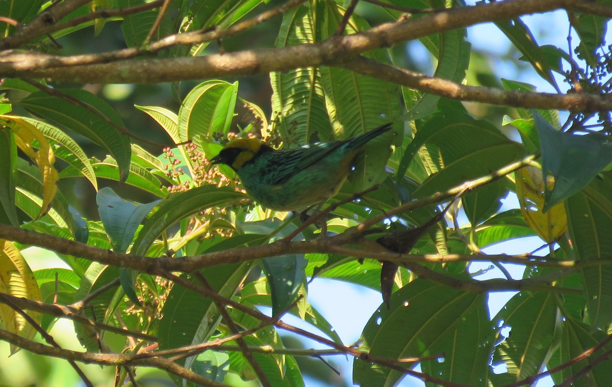 Saffron-crowned Tanager - ML650342832