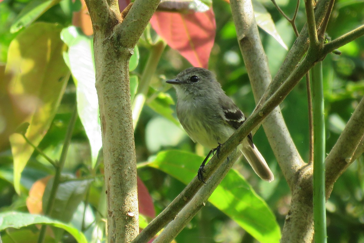 Olive-chested Flycatcher - ML650342969