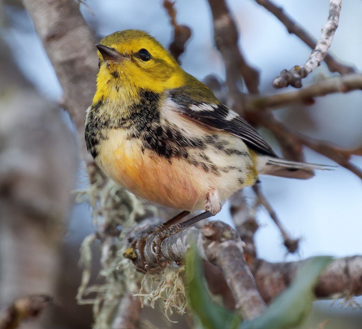 Пісняр-лісовик чорногорлий - ML650343033