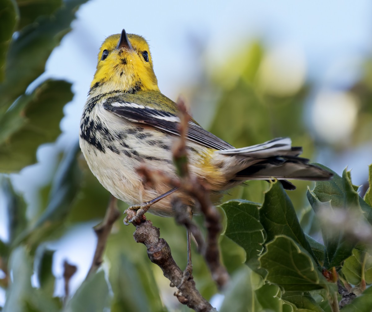 Пісняр-лісовик чорногорлий - ML650343036
