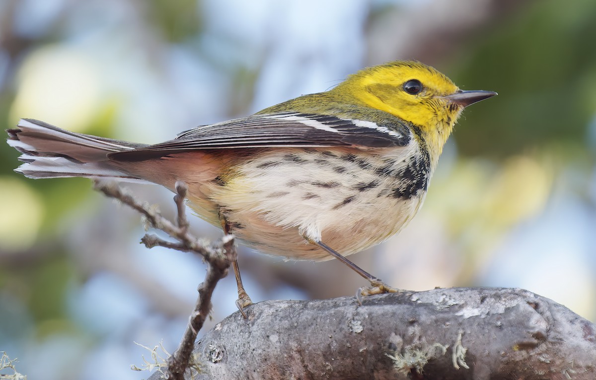 Пісняр-лісовик чорногорлий - ML650343038