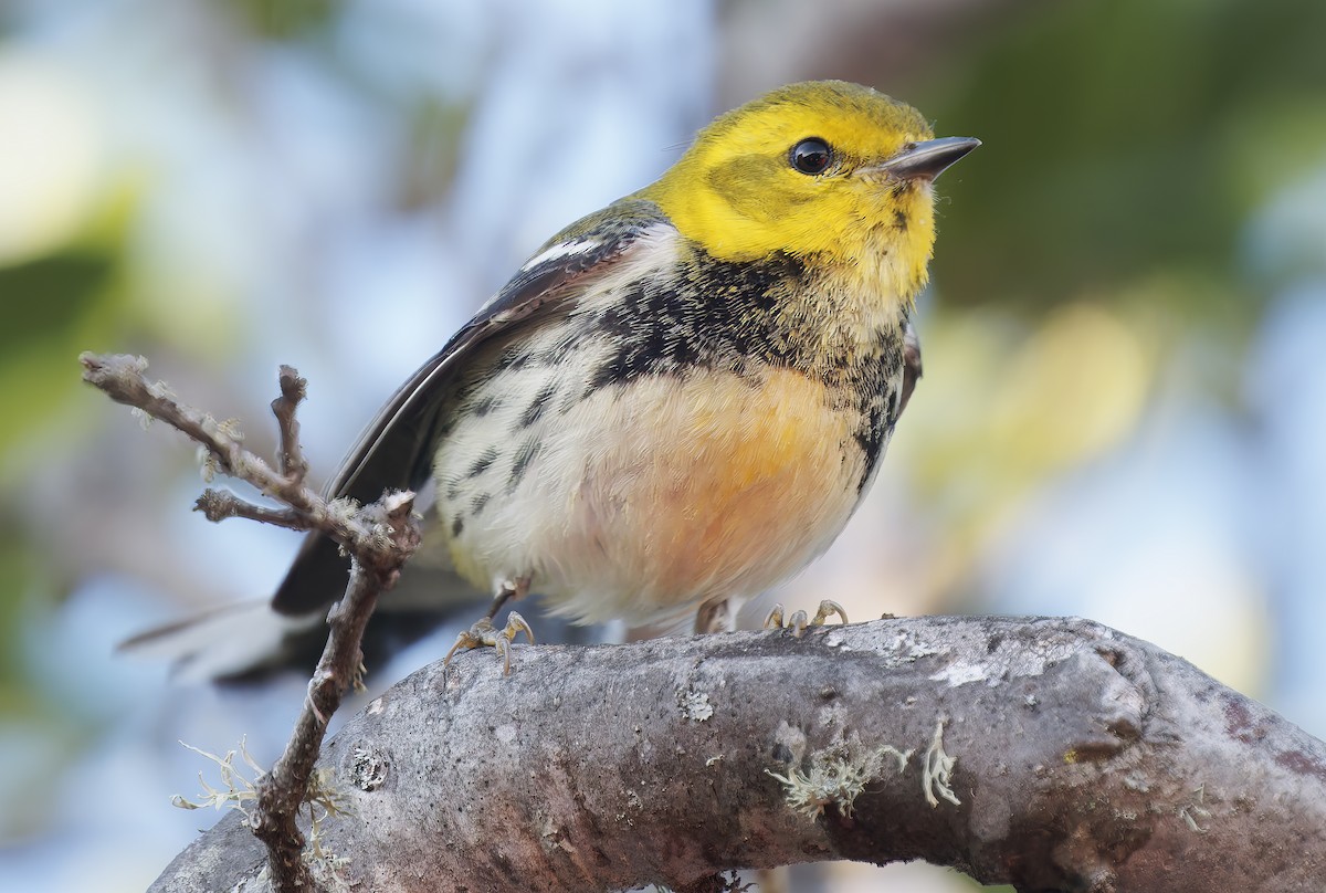 Пісняр-лісовик чорногорлий - ML650343039
