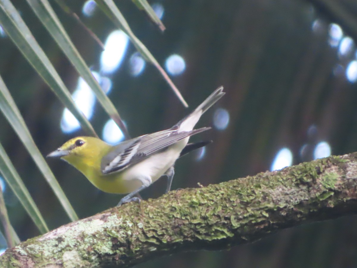 ויראו צהוב-גרון - ML650343135