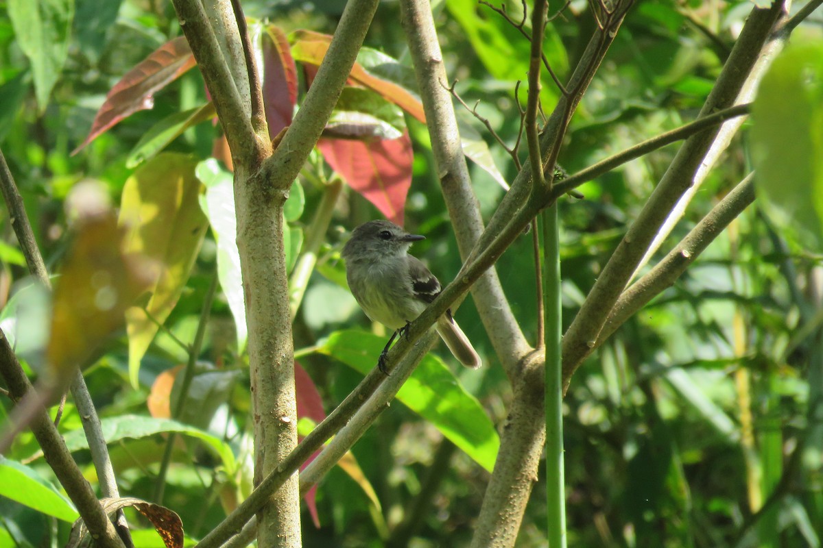 Olive-chested Flycatcher - ML650343319