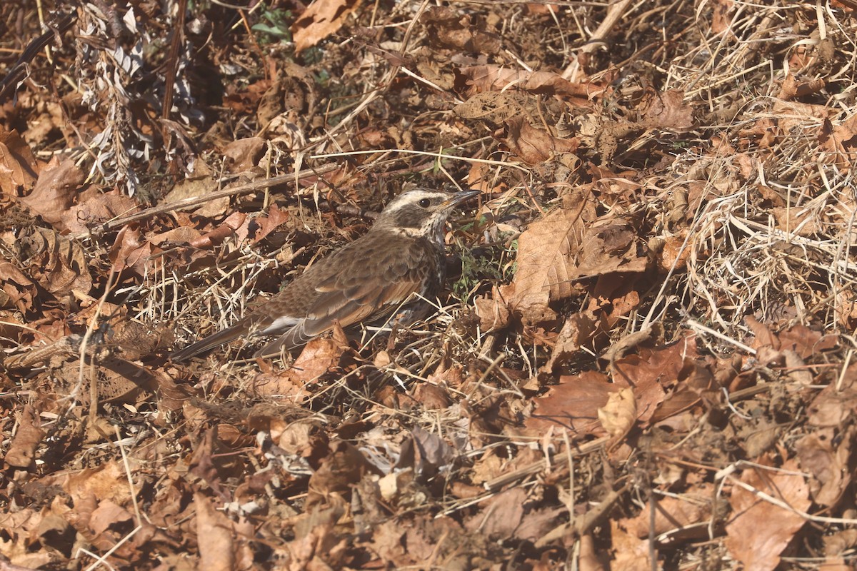 Dusky Thrush - ML650343444