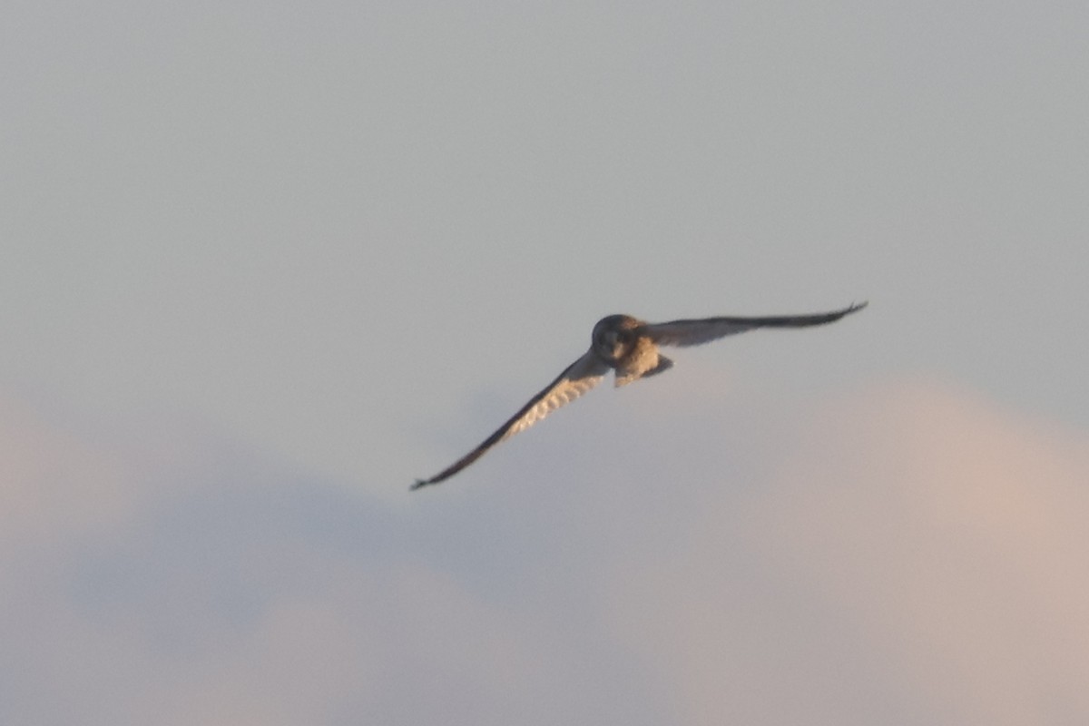 Short-eared Owl - ML650343616