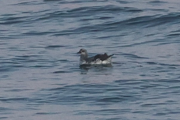 Pigeon Guillemot - ML650343638
