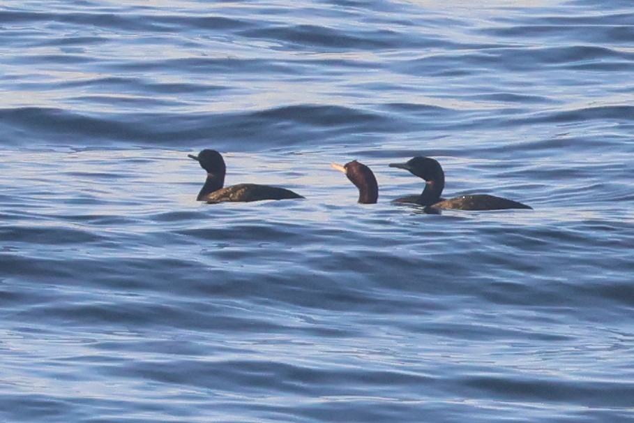 Pelagic Cormorant - ML650343662