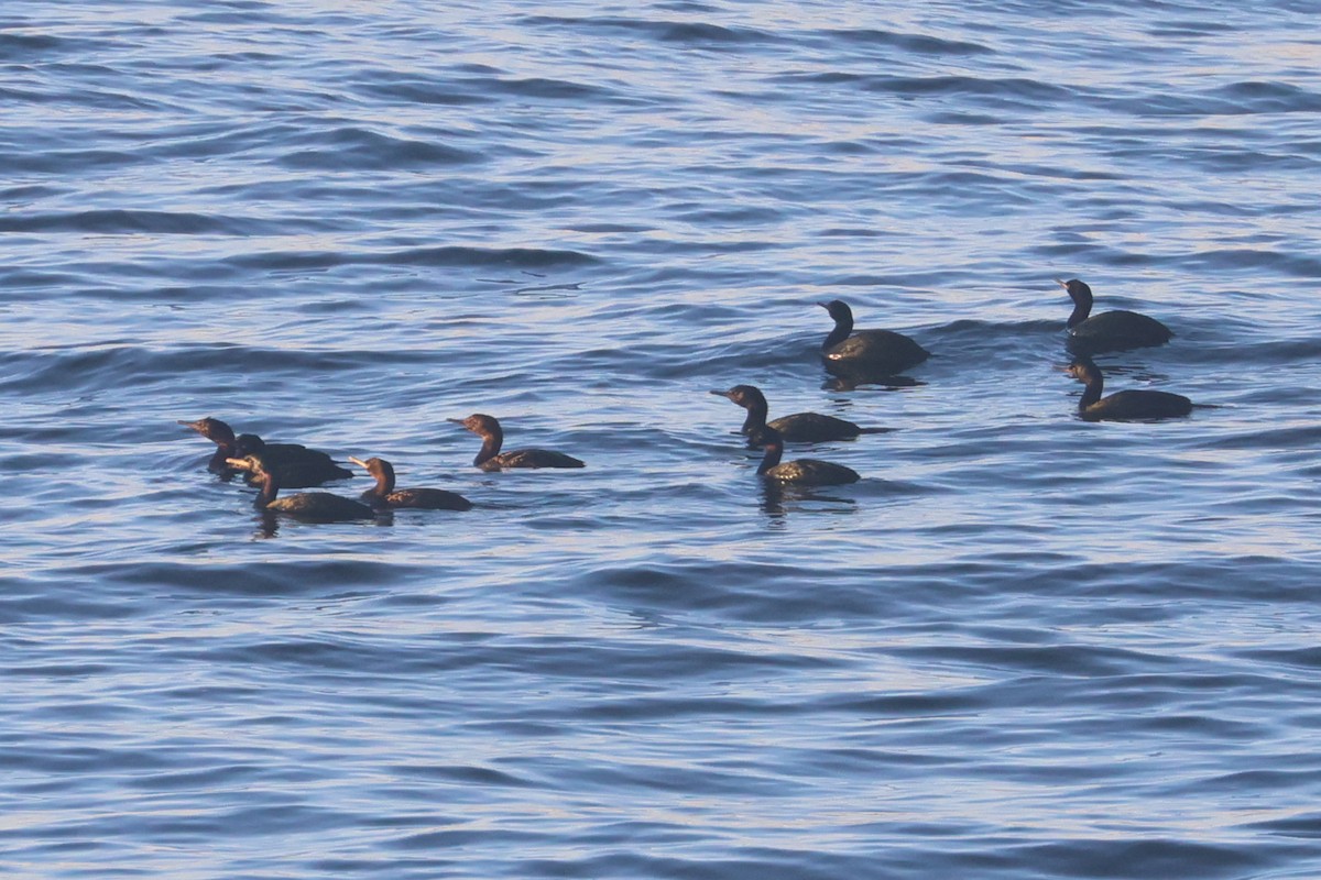 Pelagic Cormorant - ML650343663