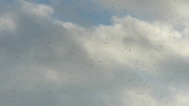 White-collared Swift - ML650343666