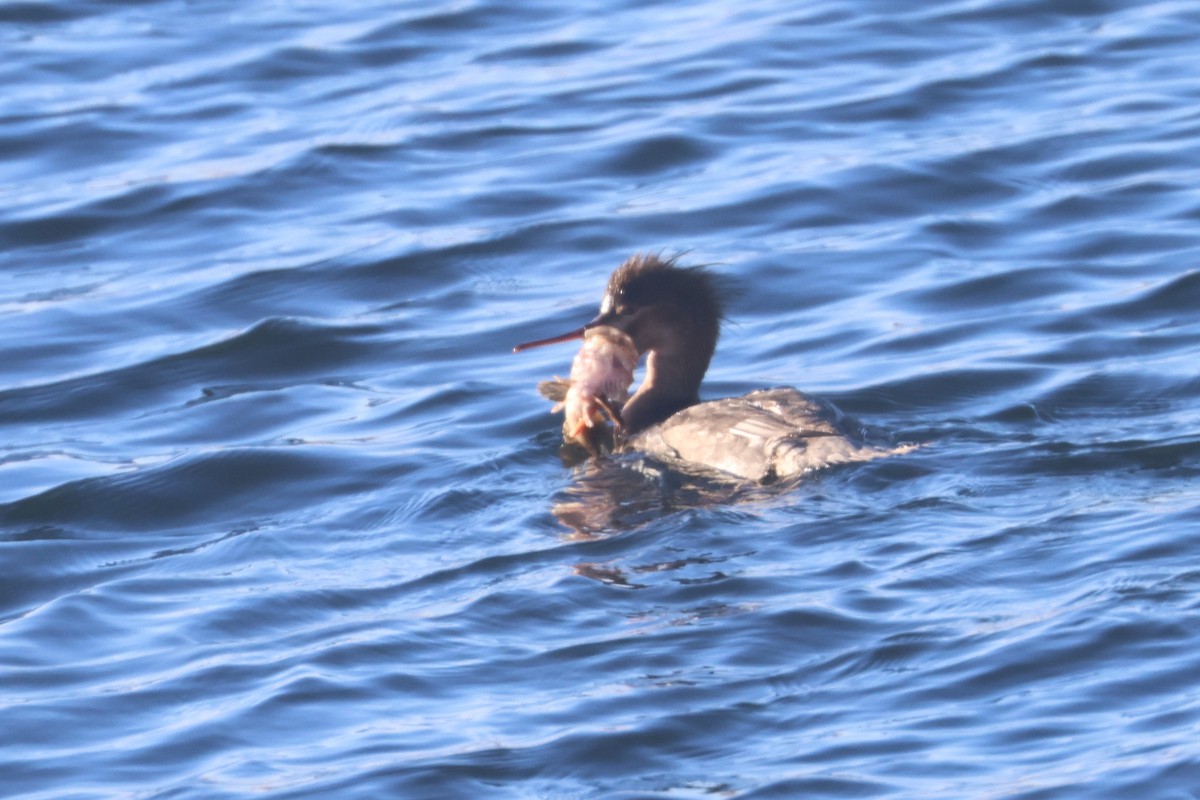 Red-breasted Merganser - ML650343804