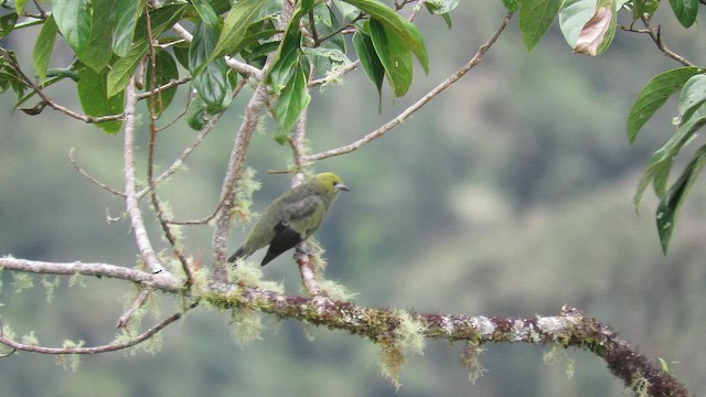 Palm Tanager - ML650343813