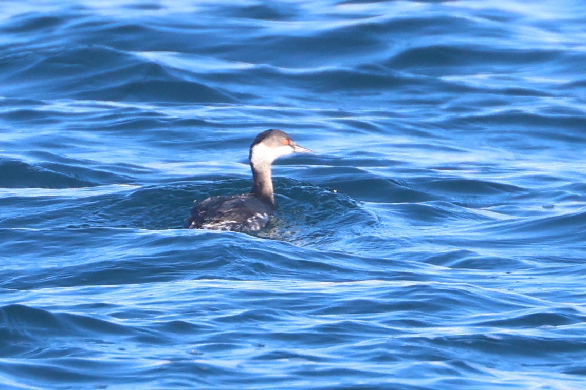 Horned Grebe - ML650343862