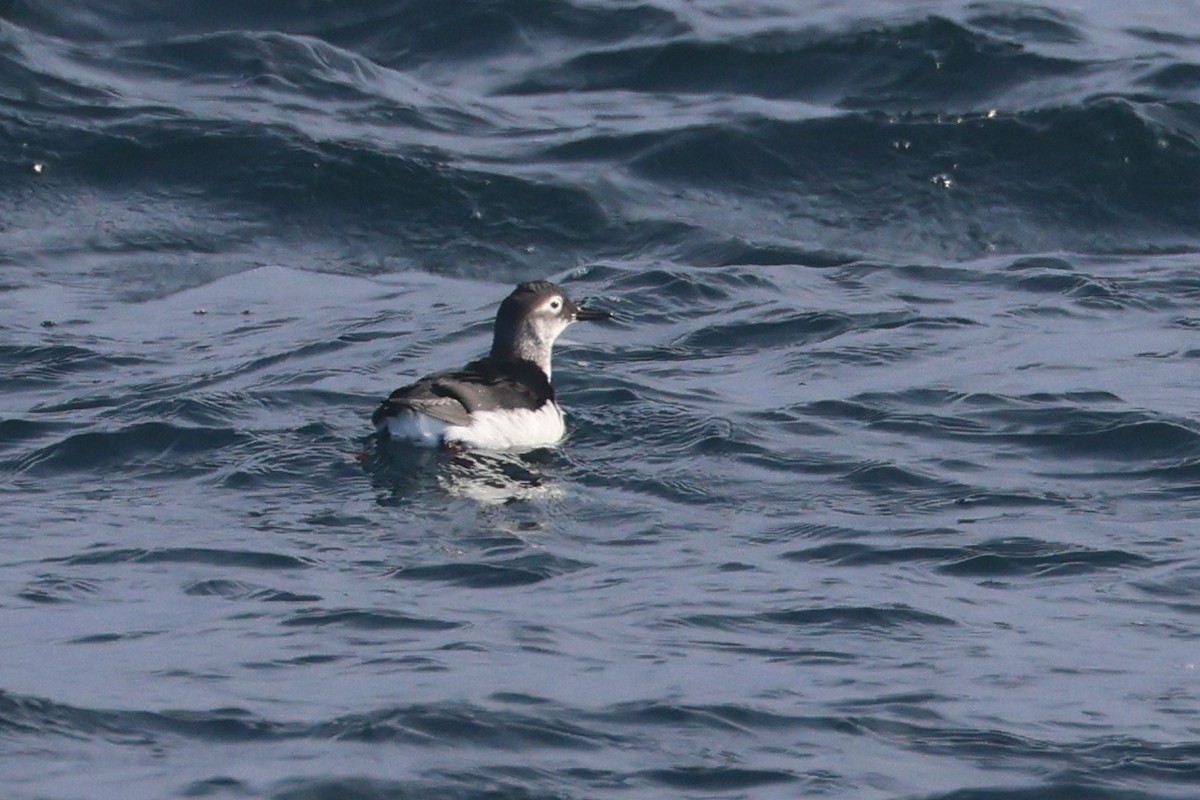Spectacled Guillemot - ML650343912