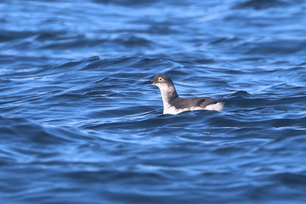 Spectacled Guillemot - ML650343913