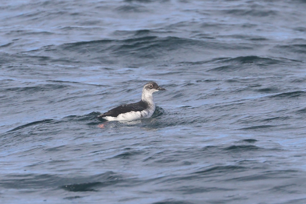 Pigeon Guillemot - ML650343914