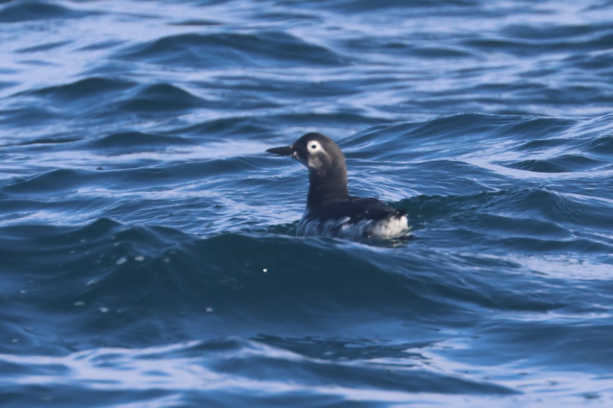 Spectacled Guillemot - ML650344028