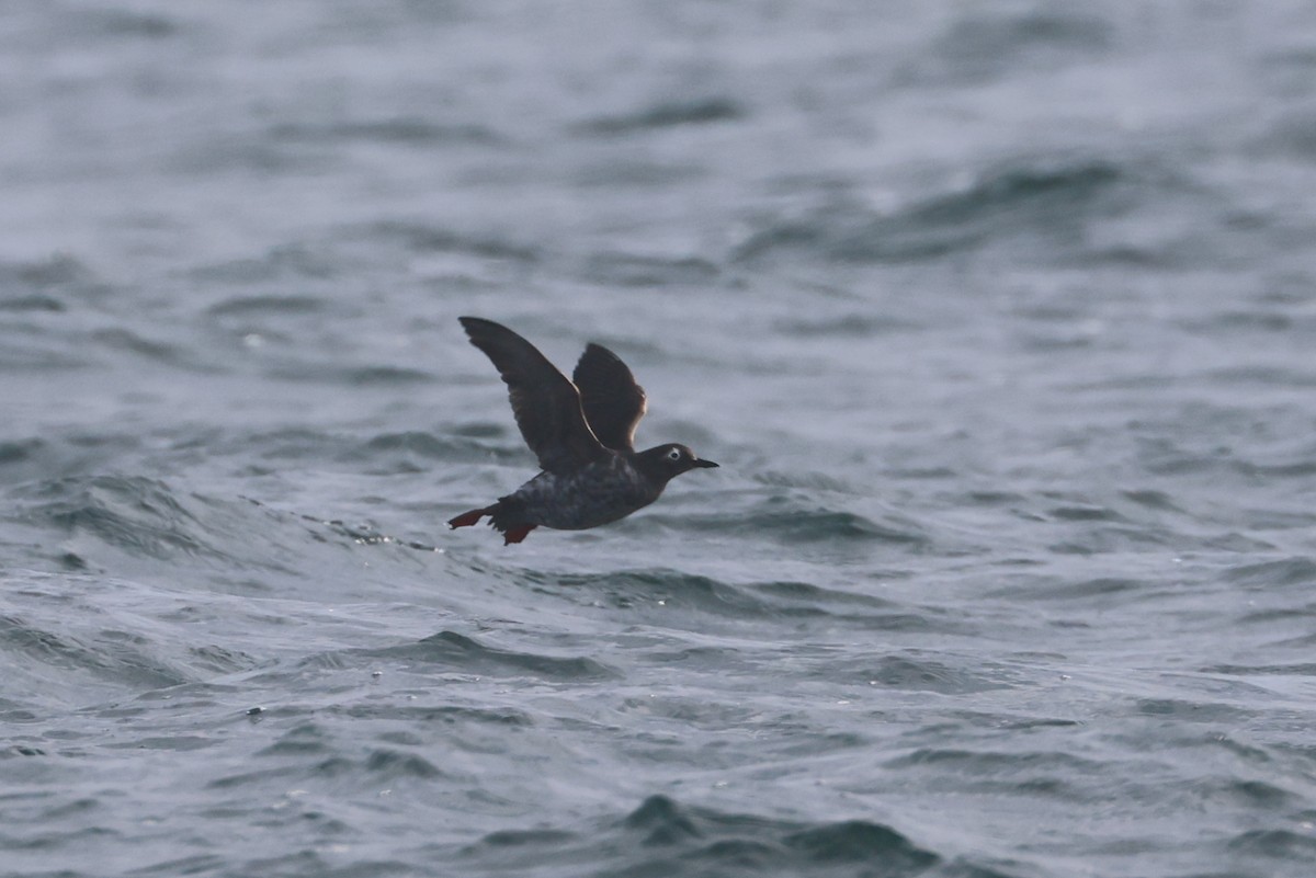 Spectacled Guillemot - ML650344029