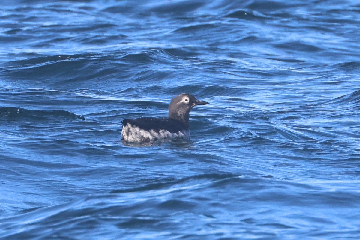 Spectacled Guillemot - ML650344030