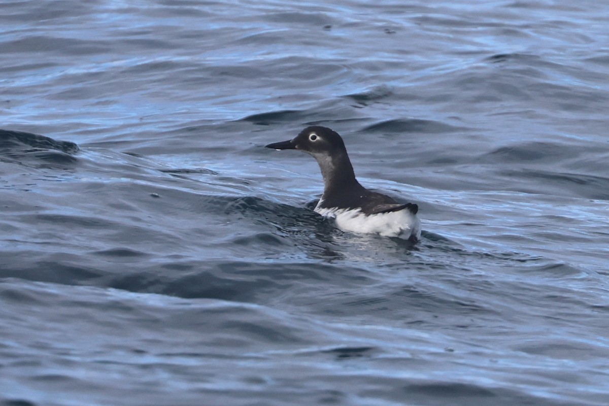 Spectacled Guillemot - ML650344031