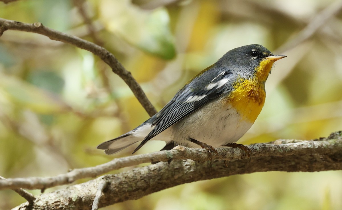 Northern Parula - ML650344044