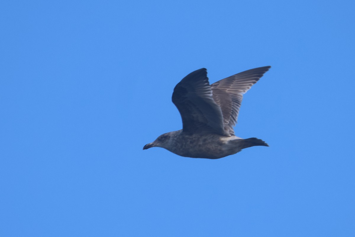 Slaty-backed Gull - ML650344089
