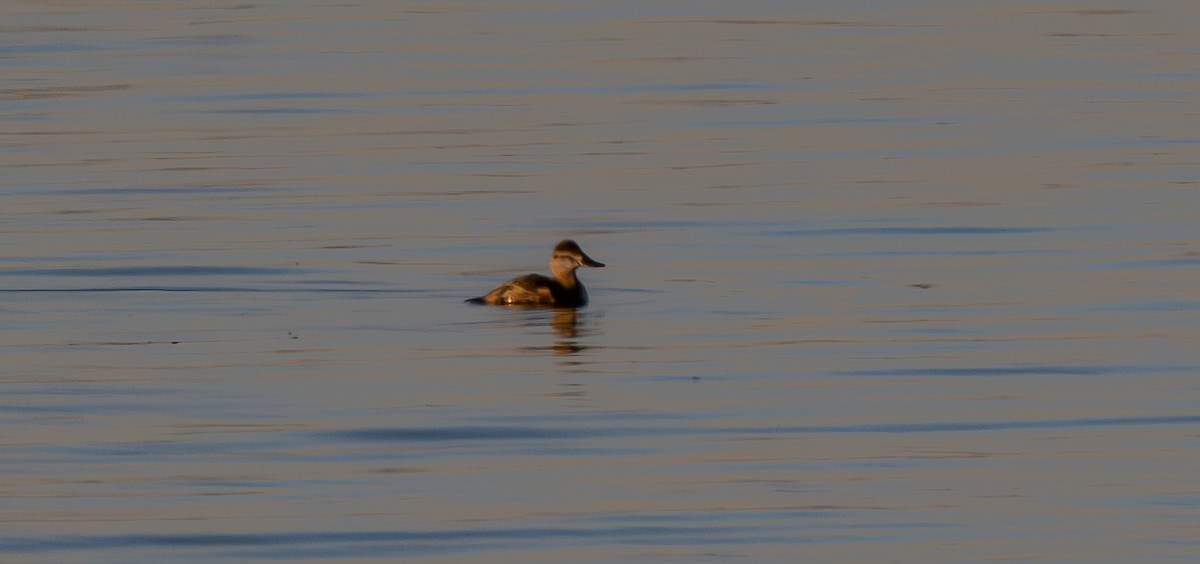 Ruddy Duck - ML650344108