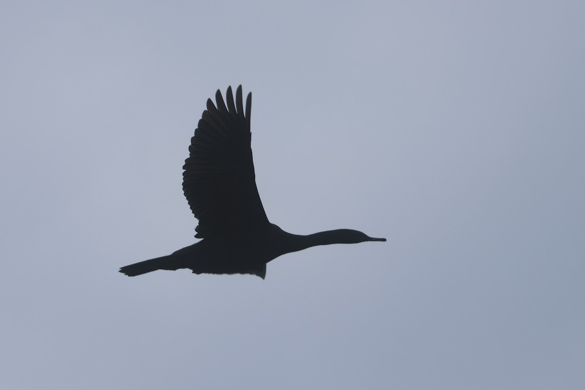 Pelagic Cormorant - ML650344110