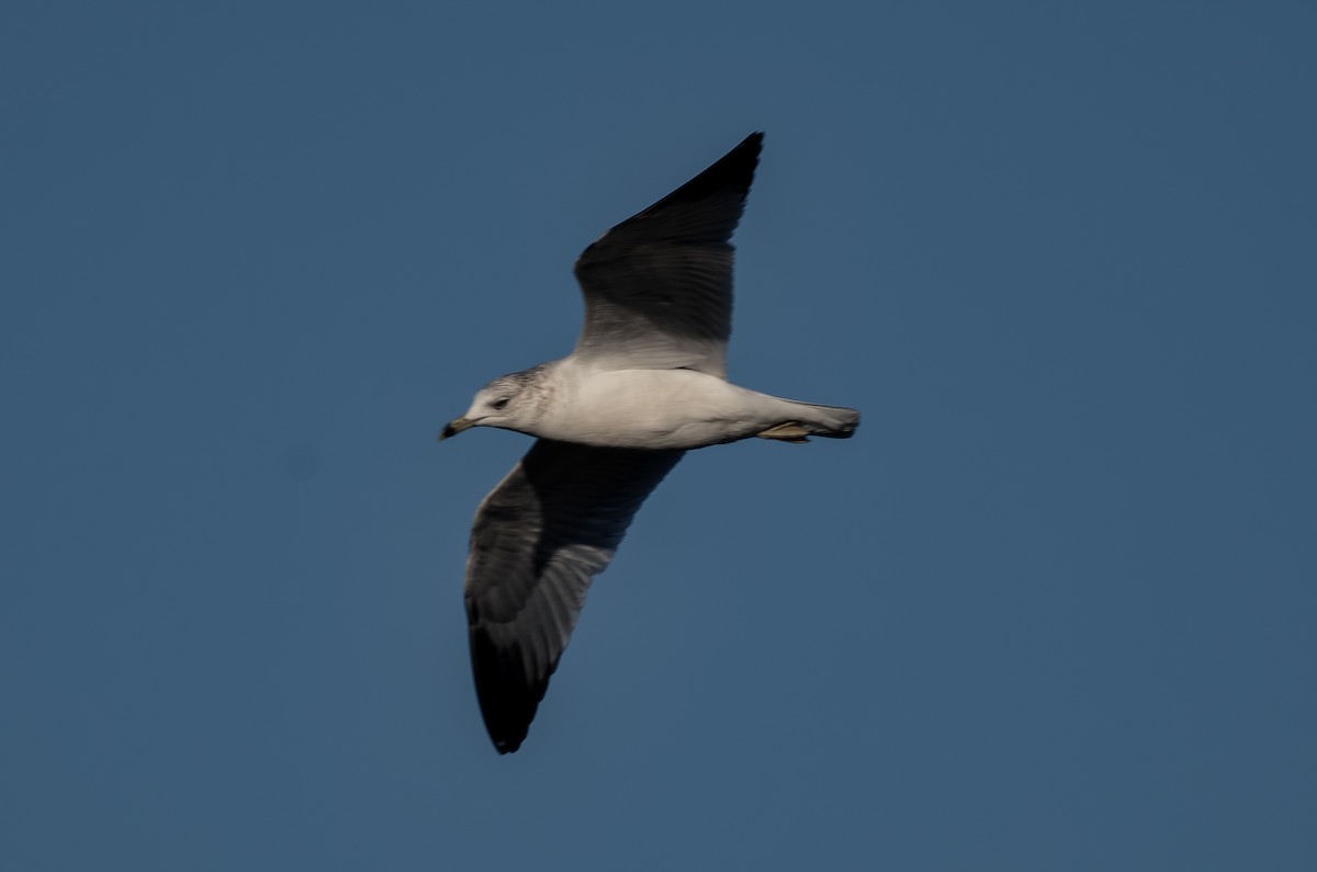 Ring-billed Gull - ML650344125