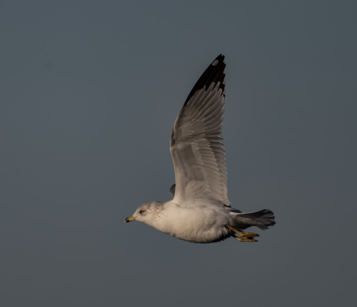 Ring-billed Gull - ML650344126