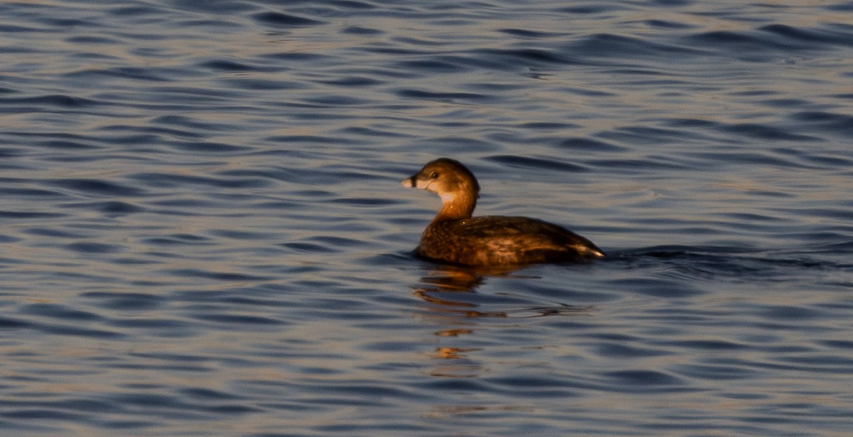 Pied-billed Grebe - ML650344137