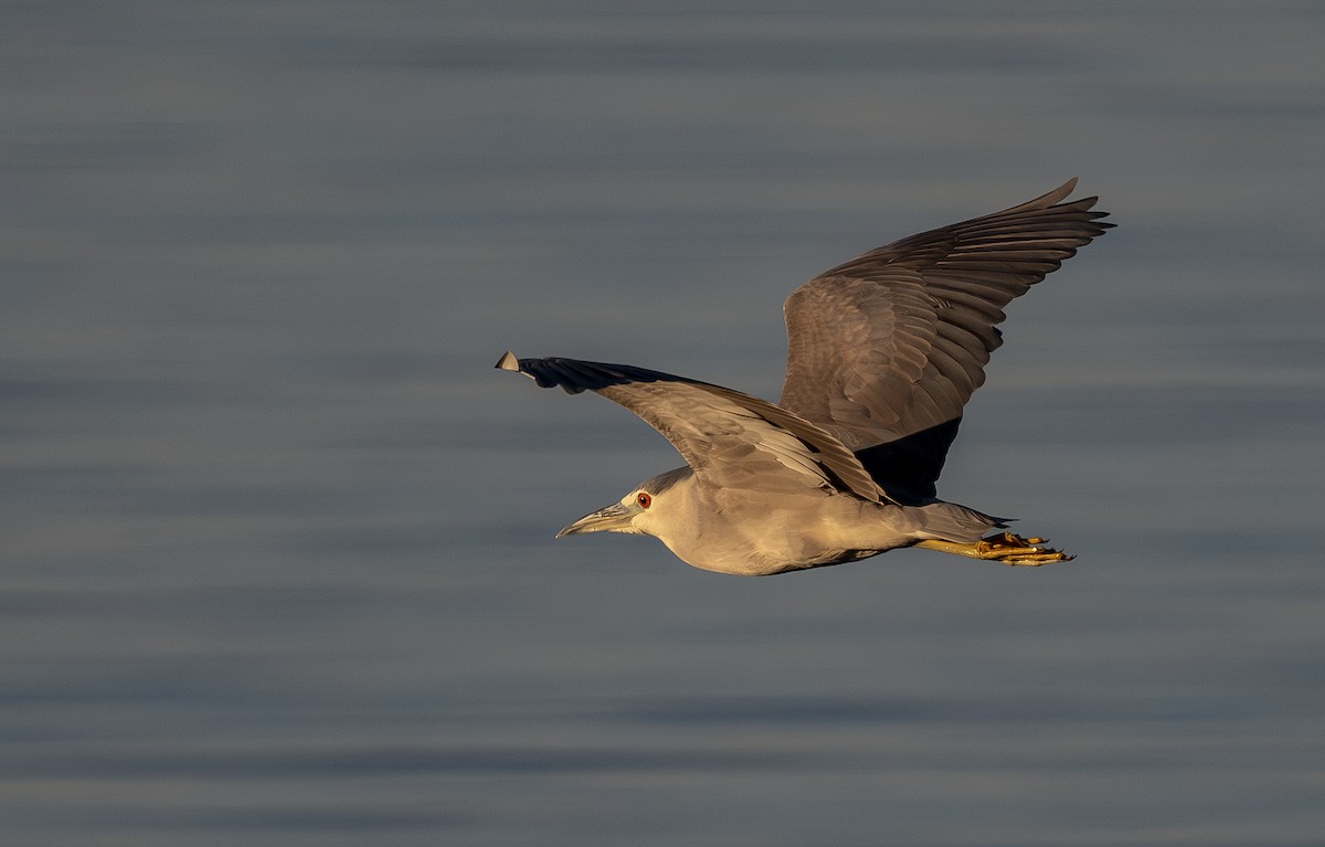 Black-crowned Night Heron - ML650344152