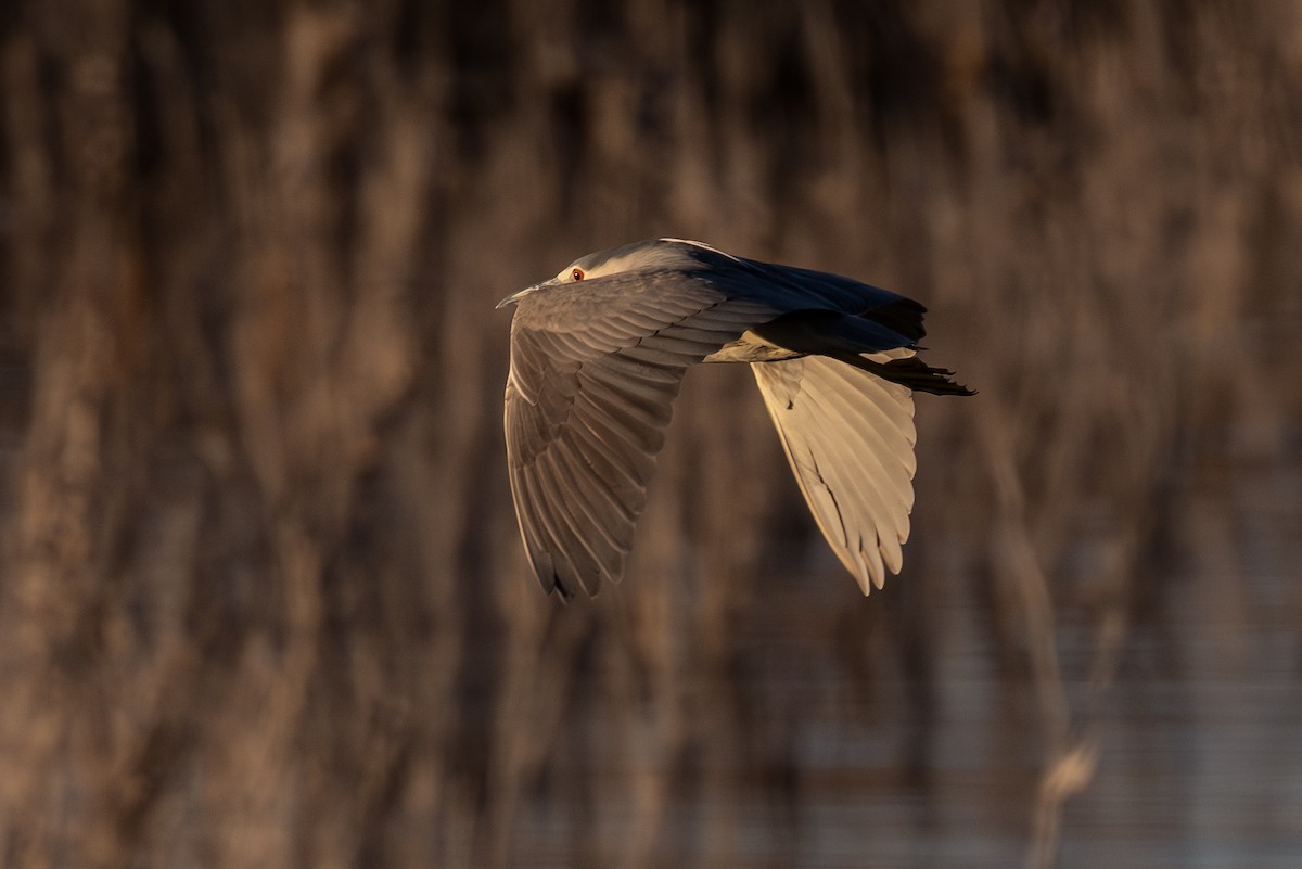 Black-crowned Night Heron - ML650344153