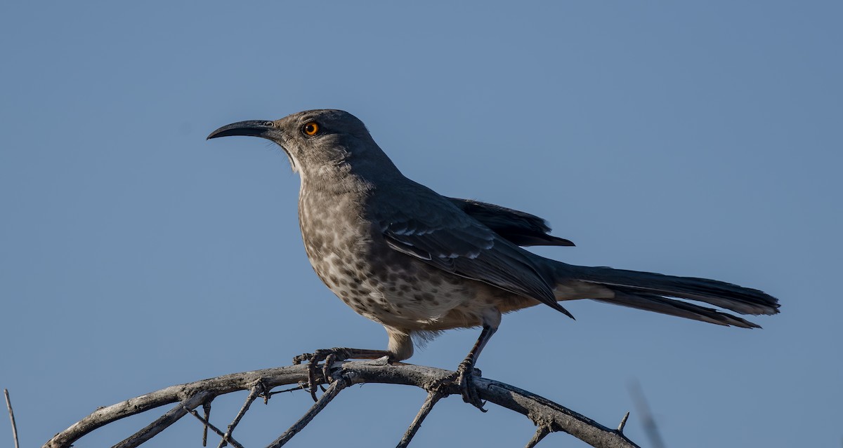 Curve-billed Thrasher - ML650344165