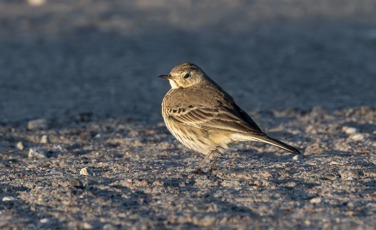 American Pipit - ML650344200